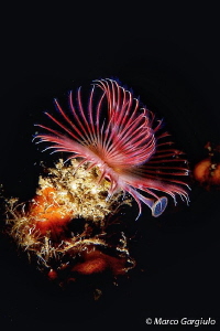 Serpula snooted by Marco Gargiulo 